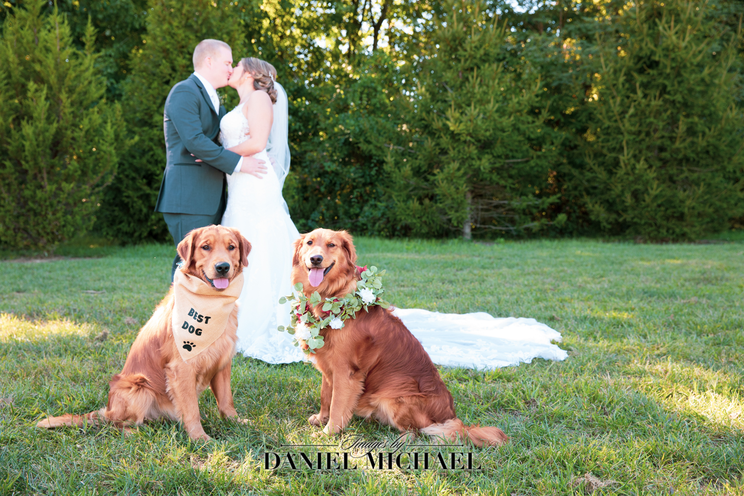 Dog Ring Bearer Wedding Photo