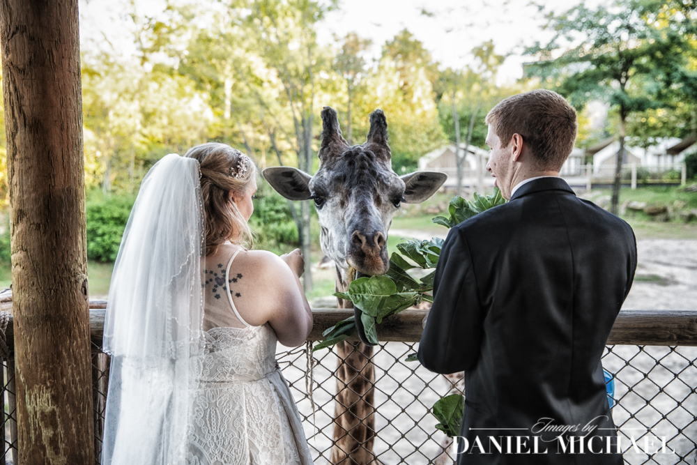 Giraffe Wedding Photo