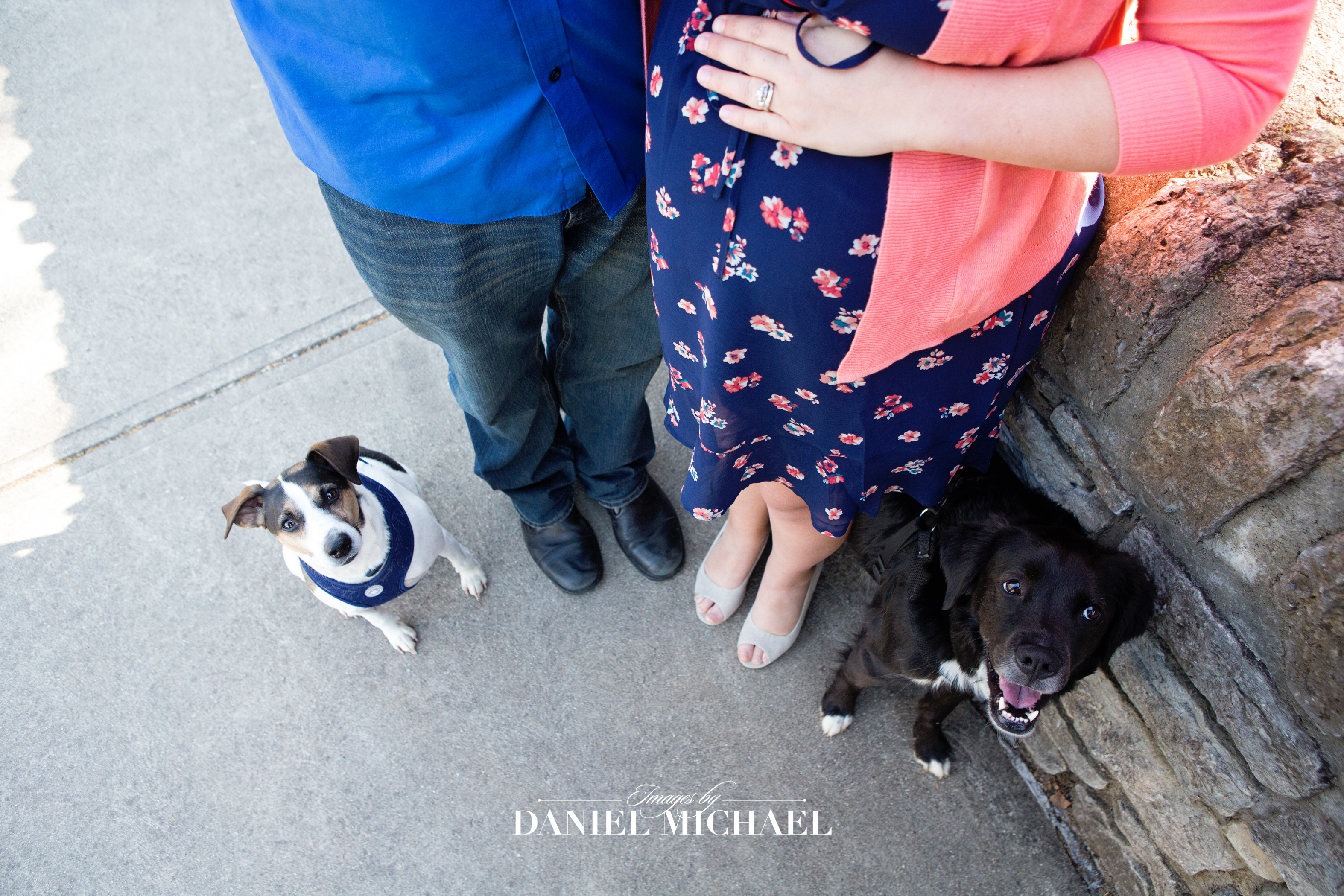 Maternity Photos with Dogs, Dog Maternity, Cincinnati Photographers, Jessica Rist